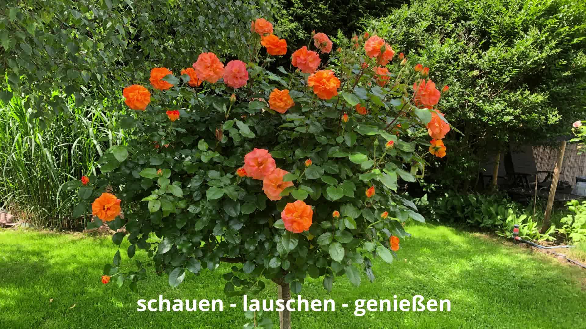 Ich finde für so viel Schönheit lohnt es sich, dir eine Minute Ze..... - BeFree Liebesschule