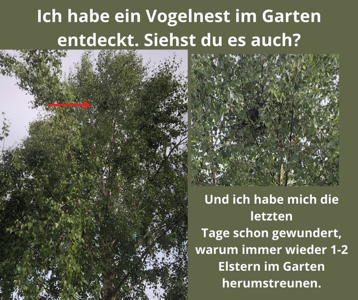 Es ist das erste Mal, dass ich ein Nest hoch oben in unserer Birk..... - BeFree Liebesschule